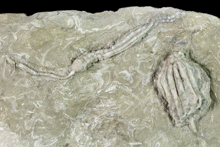 Two Fossil Crinoids (Dizygocrinus & Synbathocrinus) - Missouri #148983